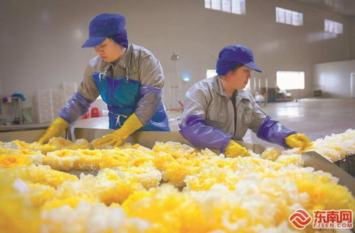 尤溪祥云銀耳 產(chǎn)銷兩旺，開拓生物制品新藍海